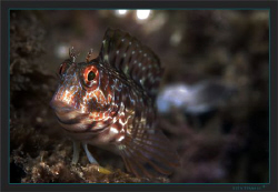 A Combtooth blenny (Parablennius incognitus ) by Sven Tramaux 